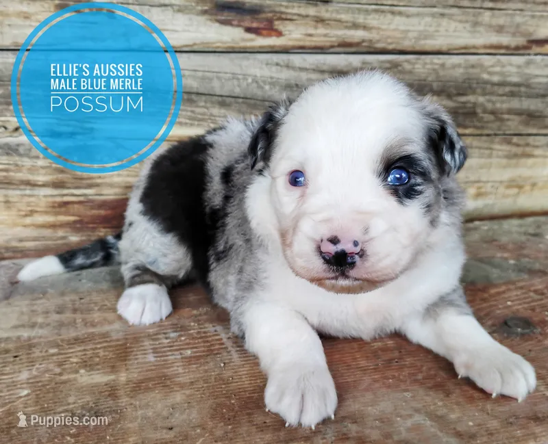 Possum  – Miniature Australian Shepherd puppy for sale in Kettle Falls, WA