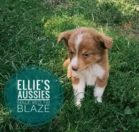 Blaze, a male Miniature Australian Shepherd for sale in Kettle Falls, WA – 3 of 10