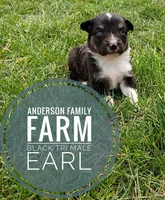 Earl, a male Miniature Australian Shepherd for sale in Kettle Falls, WA – 2 of 6