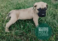 Loper, a male English Mastiff for sale in Kettle Falls, WA – 6 of 10