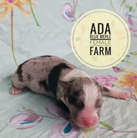 Ada, a female Miniature Australian Shepherd for sale in Kettle Falls, WA – 2 of 3