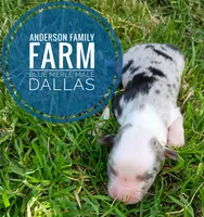 Dallas, a male Miniature Australian Shepherd for sale in Kettle Falls, WA – 2 of 3