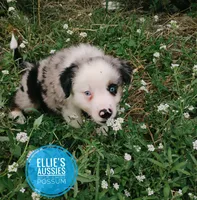 Possum , a male Miniature Australian Shepherd for sale in Kettle Falls, WA – 4 of 10