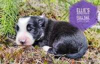 Skunk , a female Miniature Australian Shepherd for sale in Kettle Falls, WA – 3 of 5