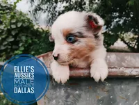 Dallas, a male Miniature Australian Shepherd for sale in Kettle Falls, WA – 3 of 10