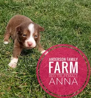 Anna, a female Miniature Australian Shepherd for sale in Kettle Falls, WA – 2 of 6