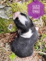 Racoon, a female Miniature Australian Shepherd for sale in Kettle Falls, WA – 4 of 6