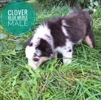 Clover, a male Miniature Australian Shepherd for sale in Kettle Falls, WA – 4 of 4