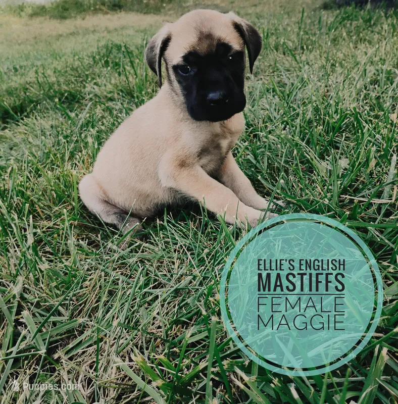 Maggie  – English Mastiff puppy for sale in Kettle Falls, WA