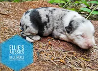 Possum , a male Miniature Australian Shepherd for sale in Kettle Falls, WA – 6 of 7