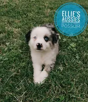Possum , a male Miniature Australian Shepherd for sale in Kettle Falls, WA – 2 of 10