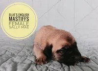 Sally Mae , a female English Mastiff for sale in Kettle Falls, WA – 2 of 7