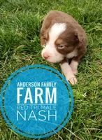Nash, a male Miniature Australian Shepherd for sale in Kettle Falls, WA – 2 of 6