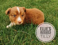 Tilly , a female Miniature Australian Shepherd for sale in Kettle Falls, WA – 2 of 5