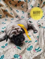 processed/14663cad-f23e-4245-ac2f-98fb4db8804a/listing/4ac6ed7a-5244-4582-bf10-059a7d35116b/1c5ffd9b-a914-46fa-8faa-753534cd719f