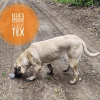 Poinsettia, a female English Mastiff for sale in Kettle Falls, WA – Photo 10 of 10