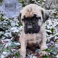 Poinsettia, a female English Mastiff for sale in Kettle Falls, WA – Photo 5 of 10