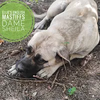 Poinsettia, a female English Mastiff for sale in Kettle Falls, WA – Photo 9 of 10