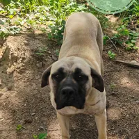 Poinsettia, a female English Mastiff for sale in Kettle Falls, WA – Photo 8 of 10
