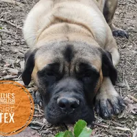 Poinsettia, a female English Mastiff for sale in Kettle Falls, WA – Photo 7 of 10