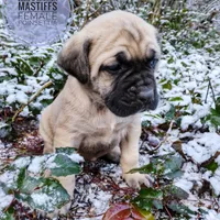 Poinsettia, a female English Mastiff for sale in Kettle Falls, WA – Photo 6 of 10