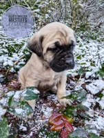 processed/14663cad-f23e-4245-ac2f-98fb4db8804a/listing/4ac6ed7a-5244-4582-bf10-059a7d35116b/b5997585-600a-4081-ad2b-36a8ca4e51f5