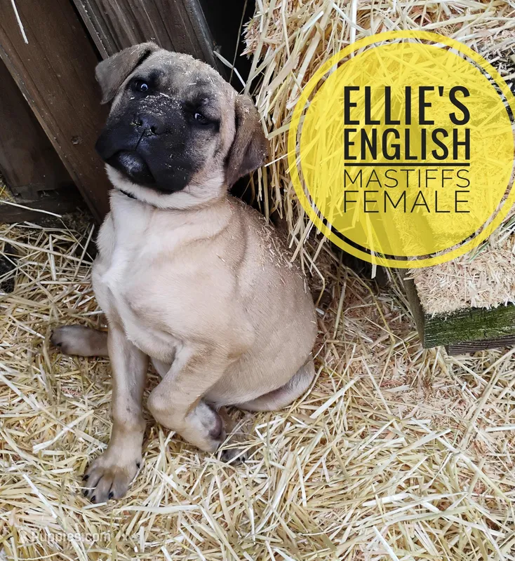 Poinsettia – English Mastiff puppy for sale in Kettle Falls, WA