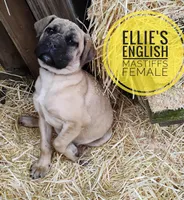 Poinsettia, a female English Mastiff for sale in Kettle Falls, WA – Photo 1 of 10