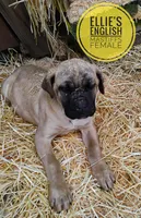 Poinsettia, a female English Mastiff for sale in Kettle Falls, WA – Photo 3 of 10