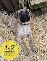 Poinsettia, a female English Mastiff for sale in Kettle Falls, WA – Photo 2 of 10