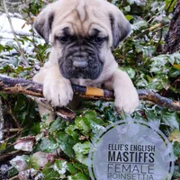 Poinsettia, a female English Mastiff for sale in Kettle Falls, WA – Photo 4 of 10