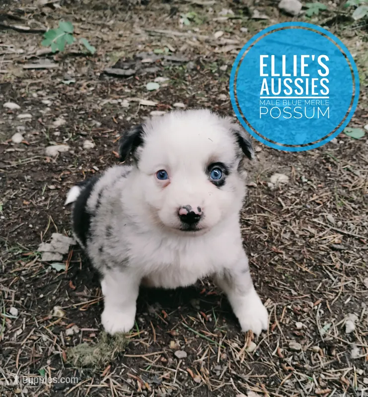 Possum  – Miniature Australian Shepherd puppy for sale in Kettle Falls, WA