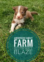Blaze, a male Miniature Australian Shepherd for sale in Kettle Falls, WA – 2 of 7