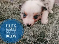 Dallas, a male Miniature Australian Shepherd for sale in Kettle Falls, WA – 2 of 10