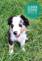 Clover, a male Miniature Australian Shepherd for sale in Kettle Falls, WA – 2 of 4