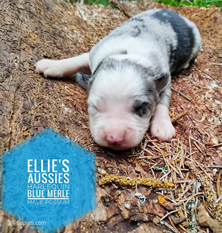 Possum  – Miniature Australian Shepherd puppy for sale in Kettle Falls, WA