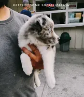 Badger , a male Miniature Australian Shepherd for sale in Kettle Falls, WA – 9 of 10