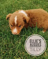 Tilly , a female Miniature Australian Shepherd for sale in Kettle Falls, WA – 3 of 5