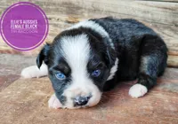 Raccoon, a female Miniature Australian Shepherd for sale in Kettle Falls, WA – 3 of 7