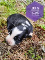 Skunk , a female Miniature Australian Shepherd for sale in Kettle Falls, WA – 4 of 5