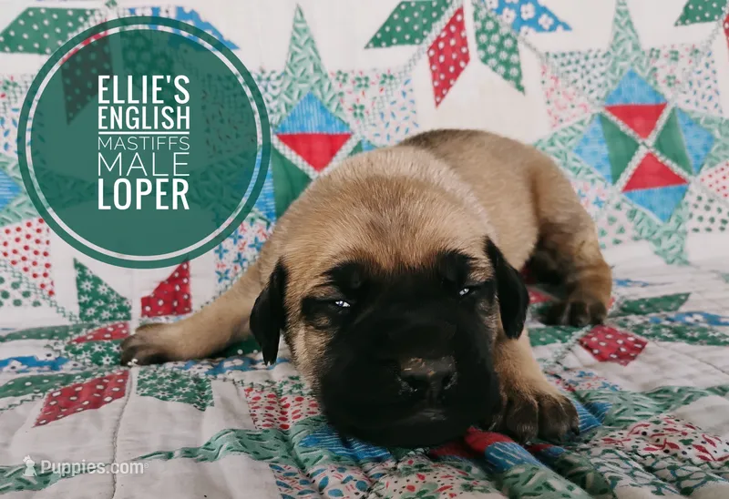 Loper – English Mastiff puppy for sale in Kettle Falls, WA