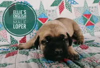 Loper, a male English Mastiff for sale in Kettle Falls, WA – 1 of 9