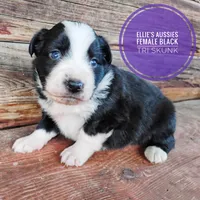 Skunk , a female Miniature Australian Shepherd for sale in Kettle Falls, WA – 4 of 10