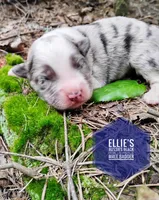 Badger , a male Miniature Australian Shepherd for sale in Kettle Falls, WA – 3 of 6