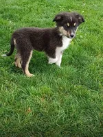 Earl, a male Miniature Australian Shepherd for sale in Kettle Falls, WA – 2 of 9