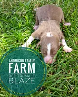 Blaze, a male Miniature Australian Shepherd for sale in Kettle Falls, WA – 2 of 3