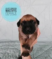 Miss. Scamper , a female English Mastiff for sale in Kettle Falls, WA – 3 of 9