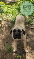 Miss. Scamper , a female English Mastiff for sale in Kettle Falls, WA – 9 of 9