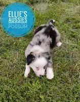 Possum , a male Miniature Australian Shepherd for sale in Kettle Falls, WA – 6 of 10