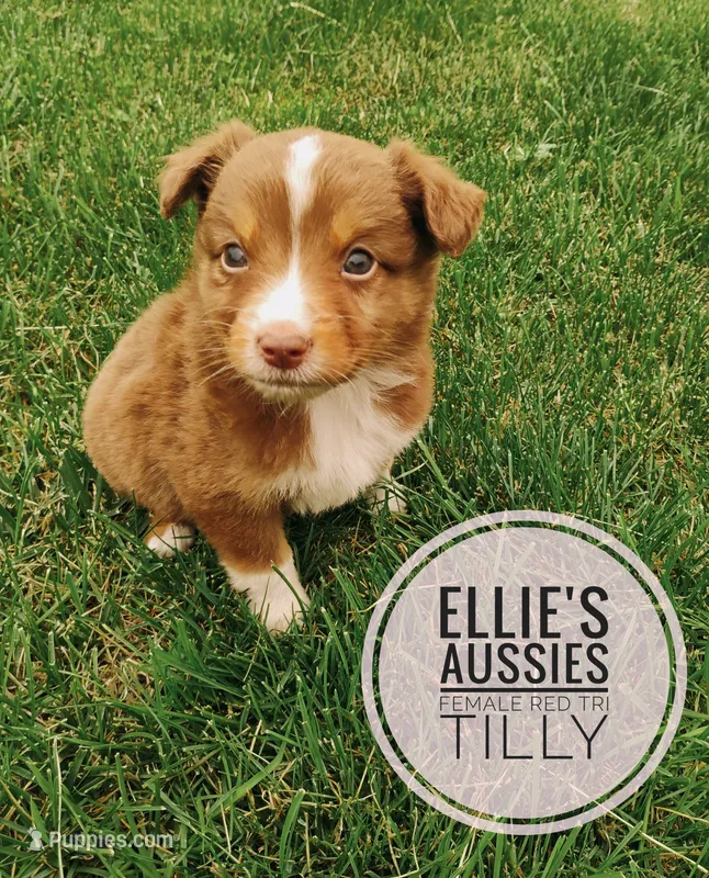 Tilly  – Miniature Australian Shepherd puppy for sale in Kettle Falls, WA